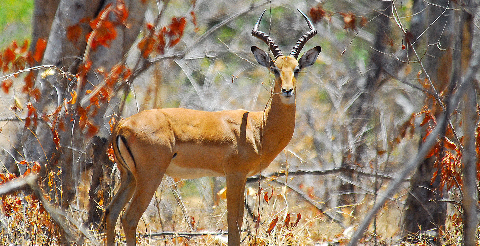 Mozambique-Niassa-National-Reserve-Wildlife-Buck