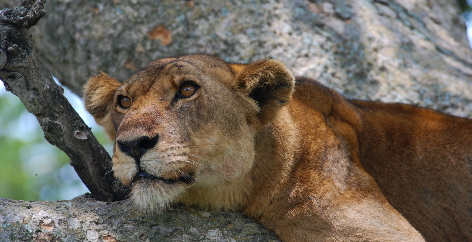 Uganda-Ishasha-Wilderness-Wildlife-Lion