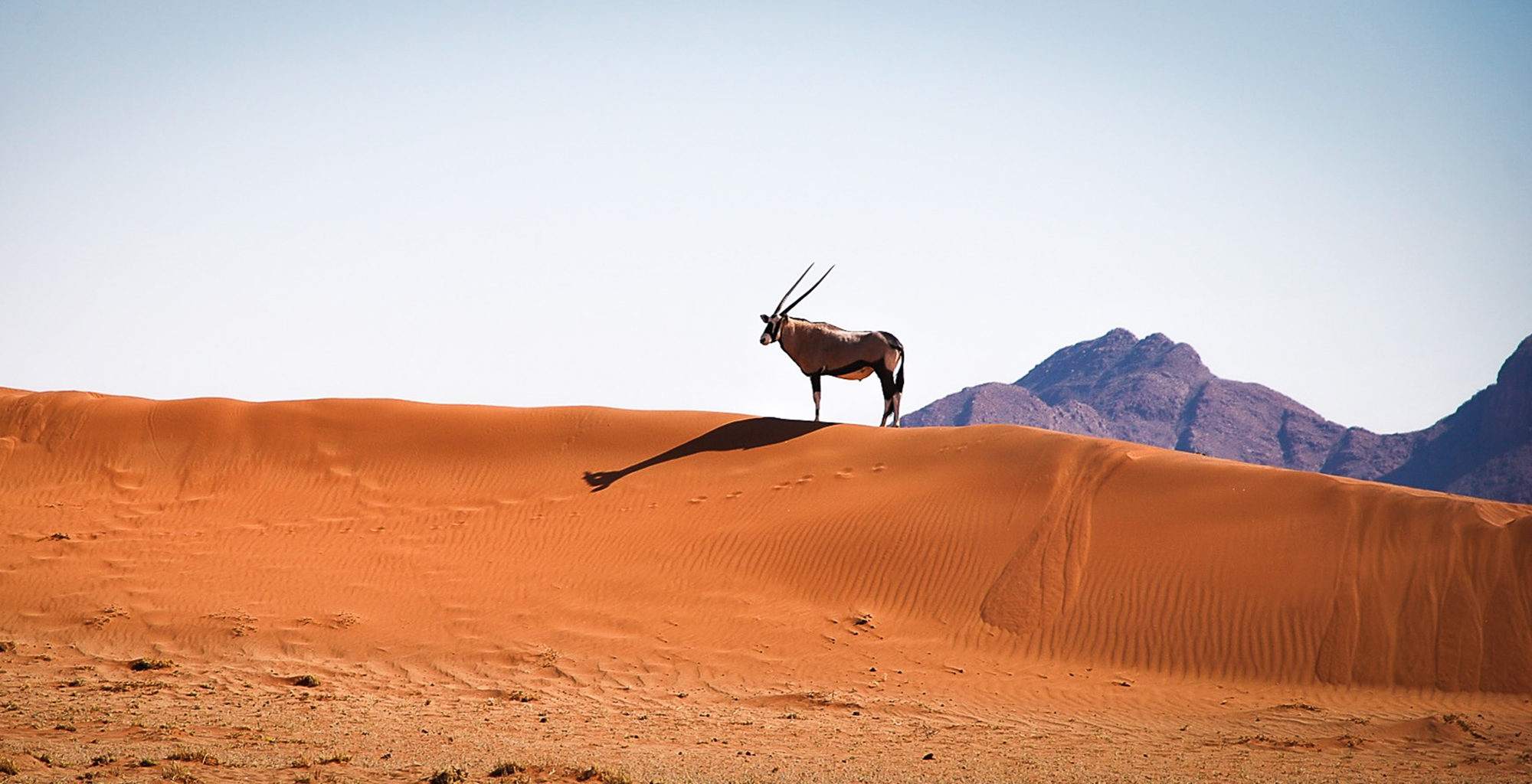 Namibia-NamibRand-Reserve-Wildlife-Oryx