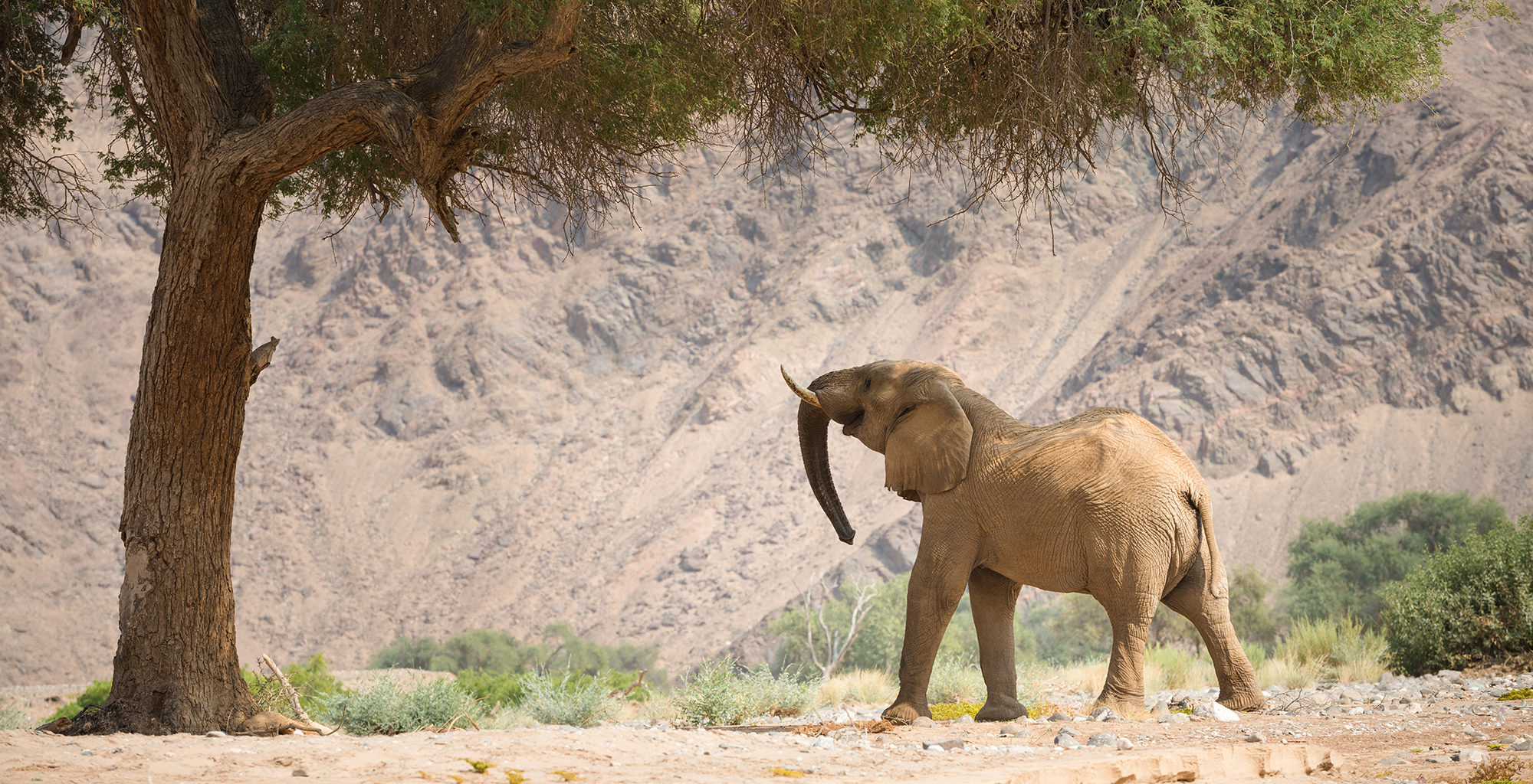Namibia-Skeleton-Coast-Wildlife-Elephant