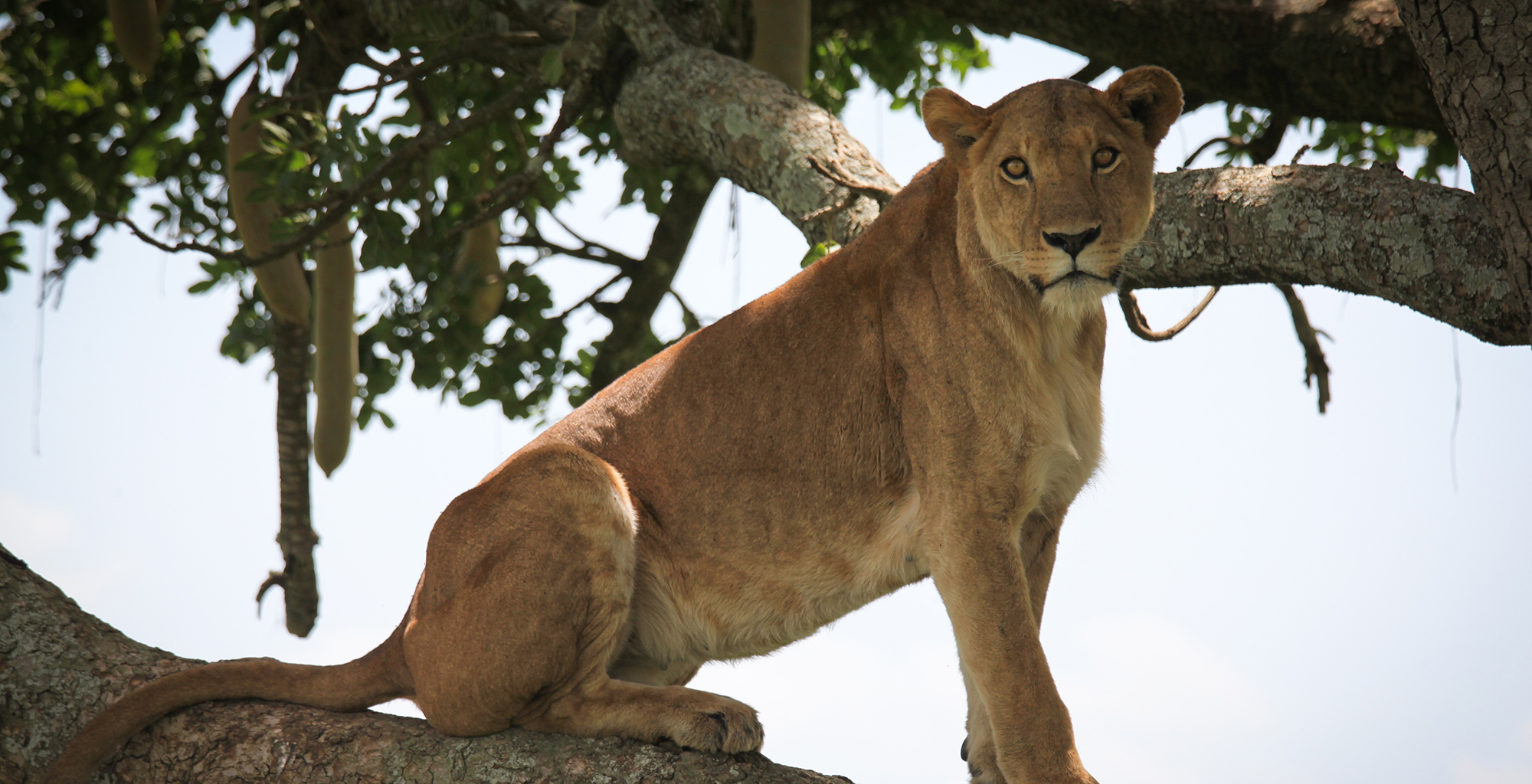 Uganda-Apoka-Lodge-Wildlife-Lion