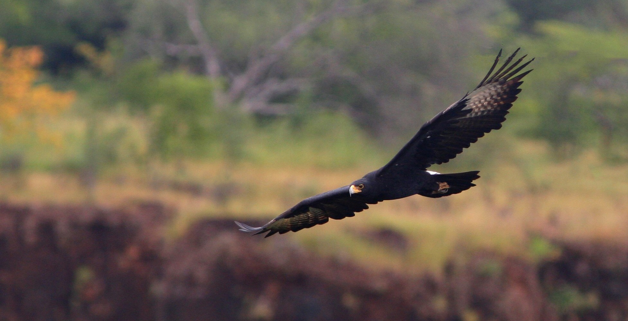 Zambia-River-Club-Birdlife-Eagle