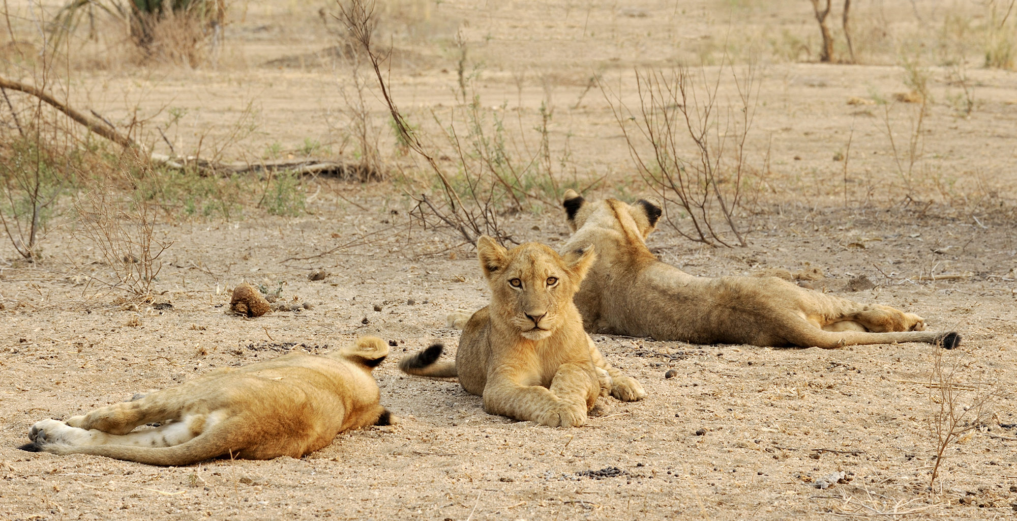Zambia-Chiawa-Camp-Wildlife-Lion