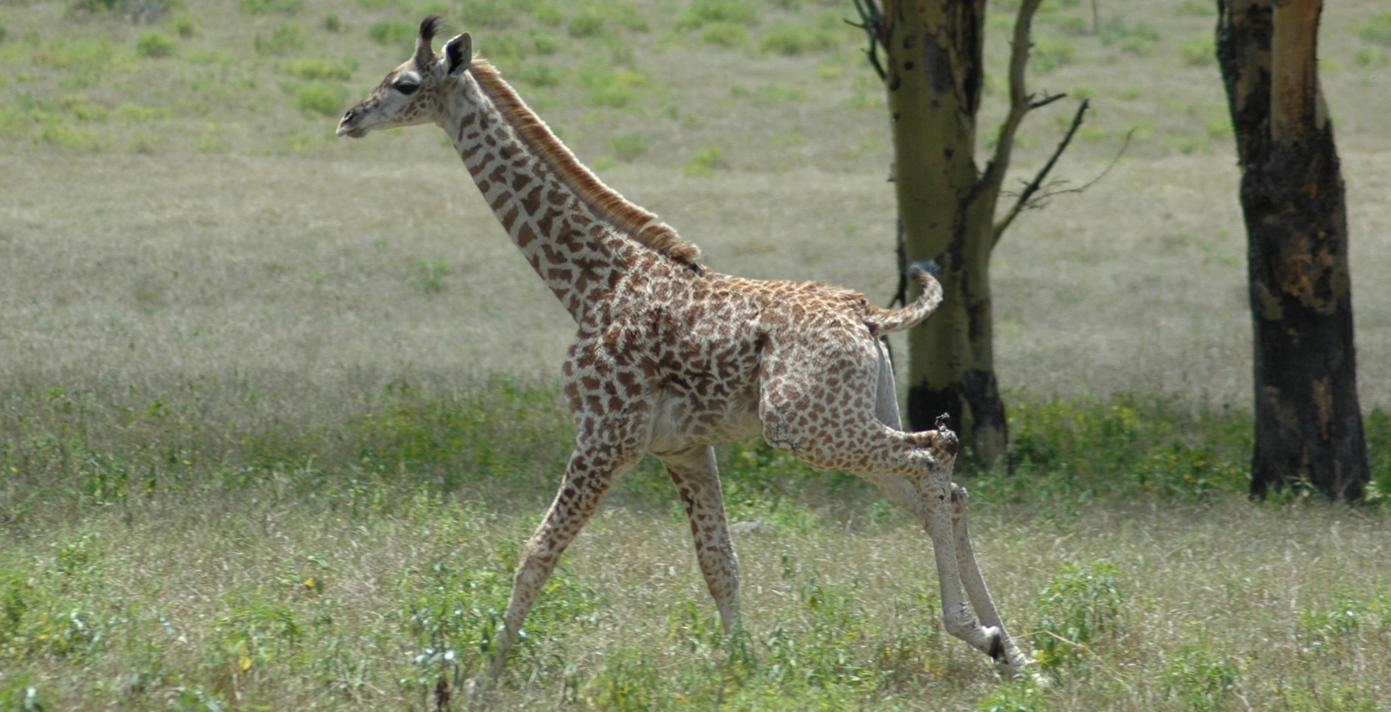 Kenya-Mundui-House-Giraffe