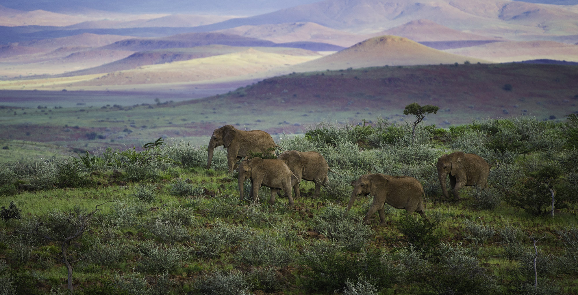 Namibia-Damaraland-Wildlife-Elephant