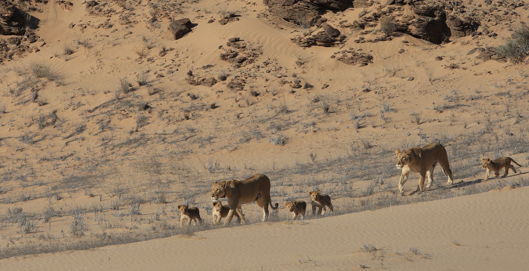 Namibia-Haonib-Skeleton-Coast-Camp-Lions