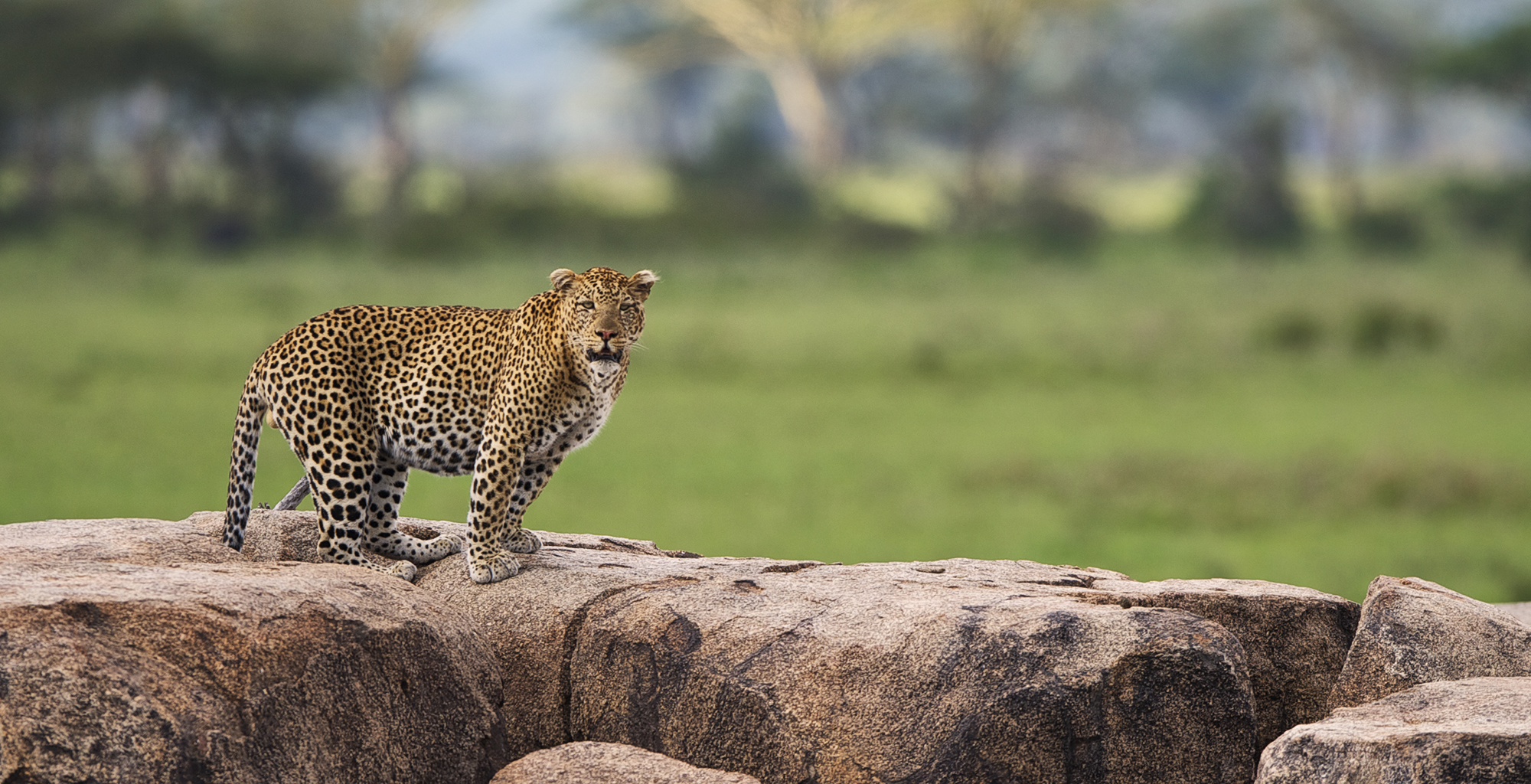 Tanzania-Dunia-Camp-Wildlife-Leopard