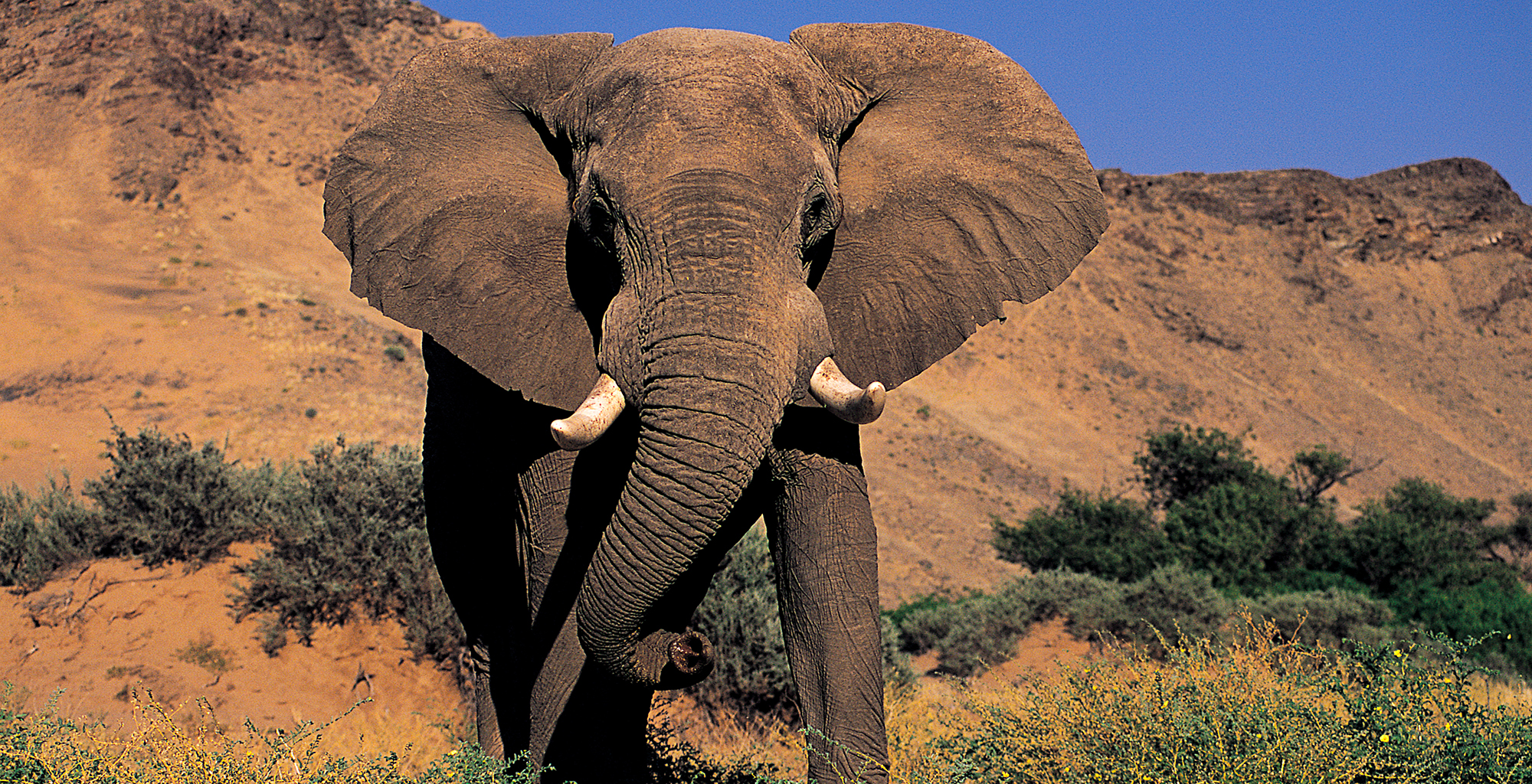 Namibia-Mowani-Mountain-Camp-Elephant
