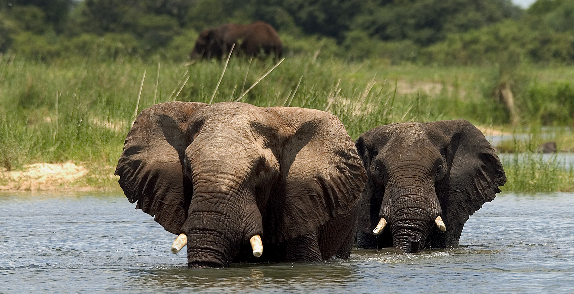 Zambia-River-Club-Wildlife-Elephant