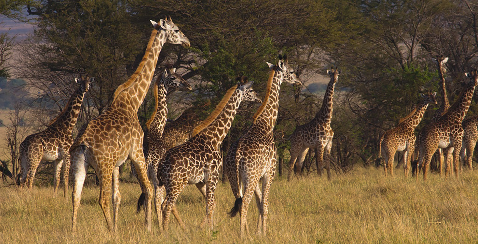 Kenya-Ngare-Serian-Giraffe