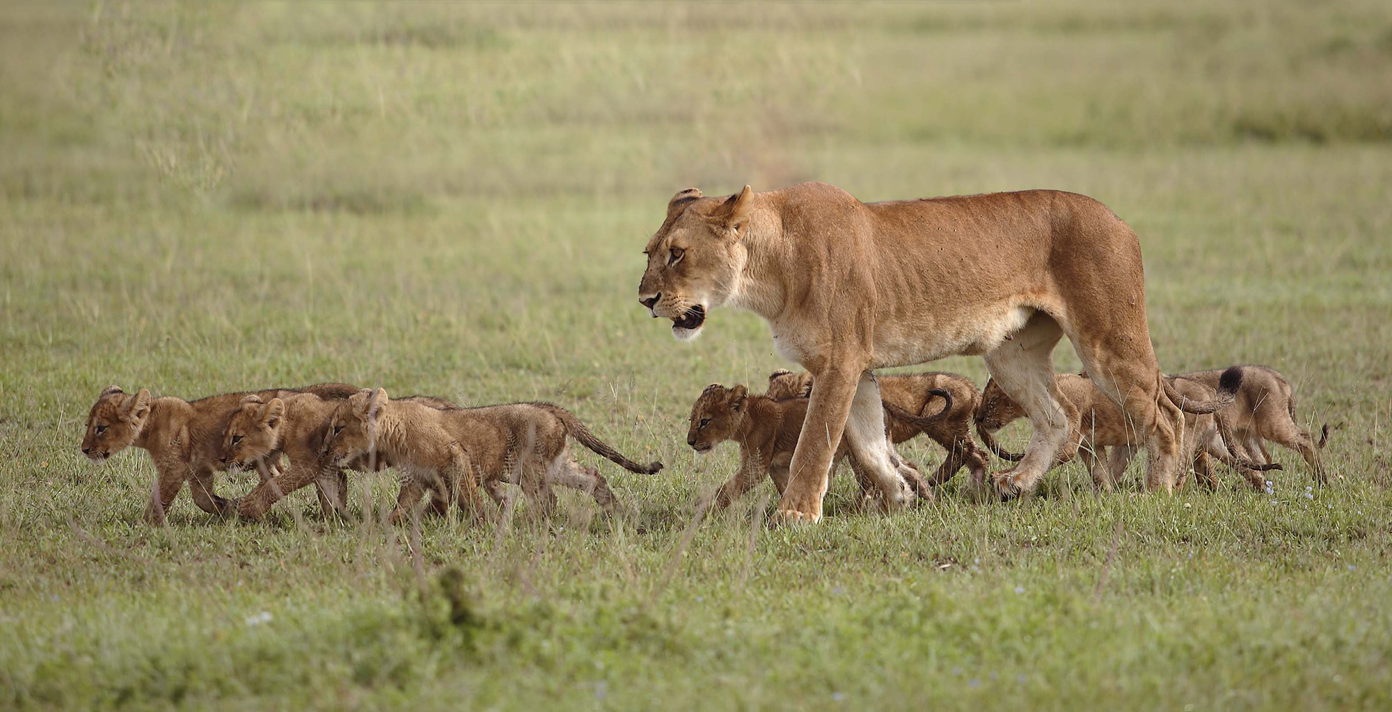 Tanzania-and-Beyond-Grumeti-Tented-Wildlife-Lion