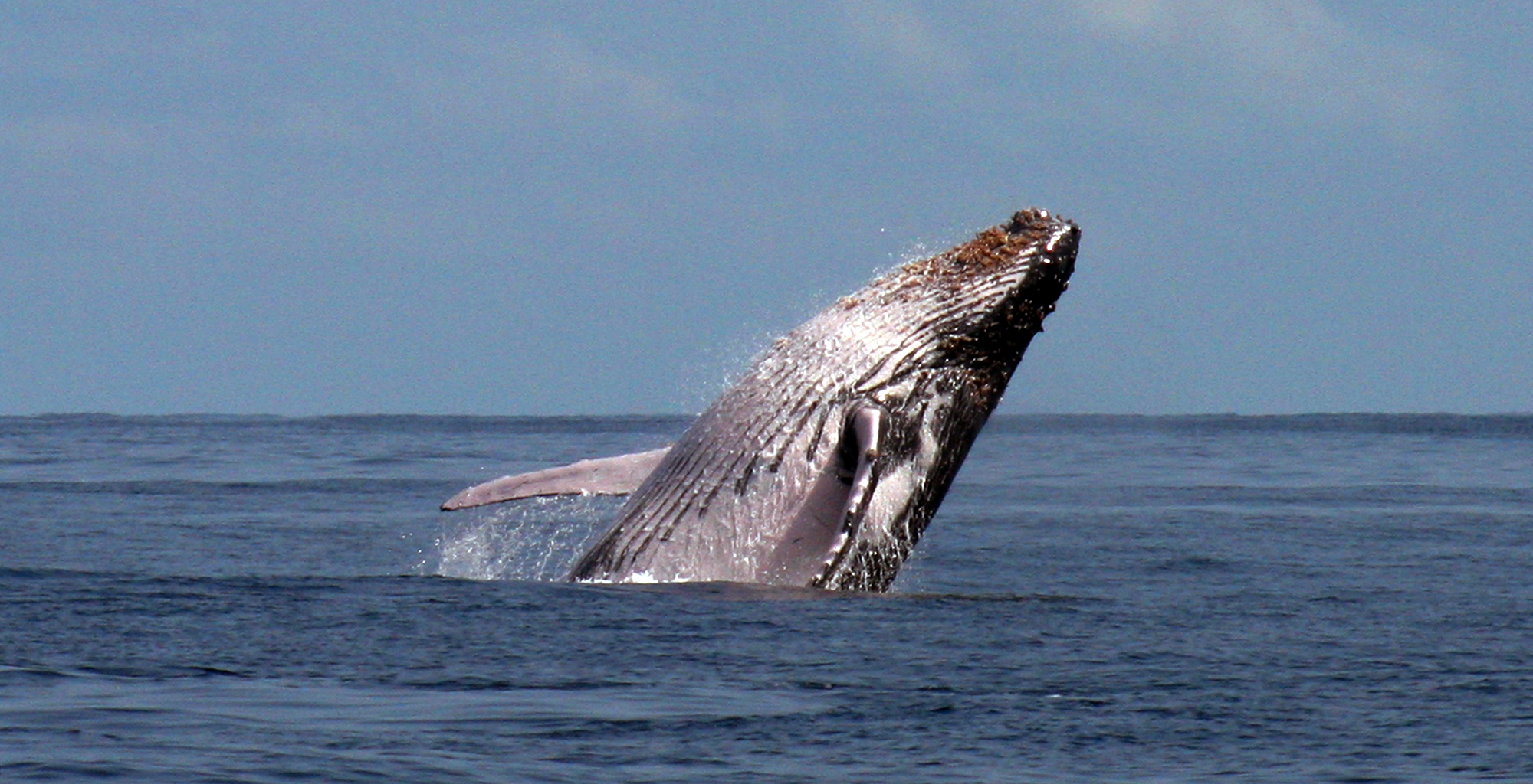 Mozambique-Guludo-Beach-Lodge-Humpback-Whale