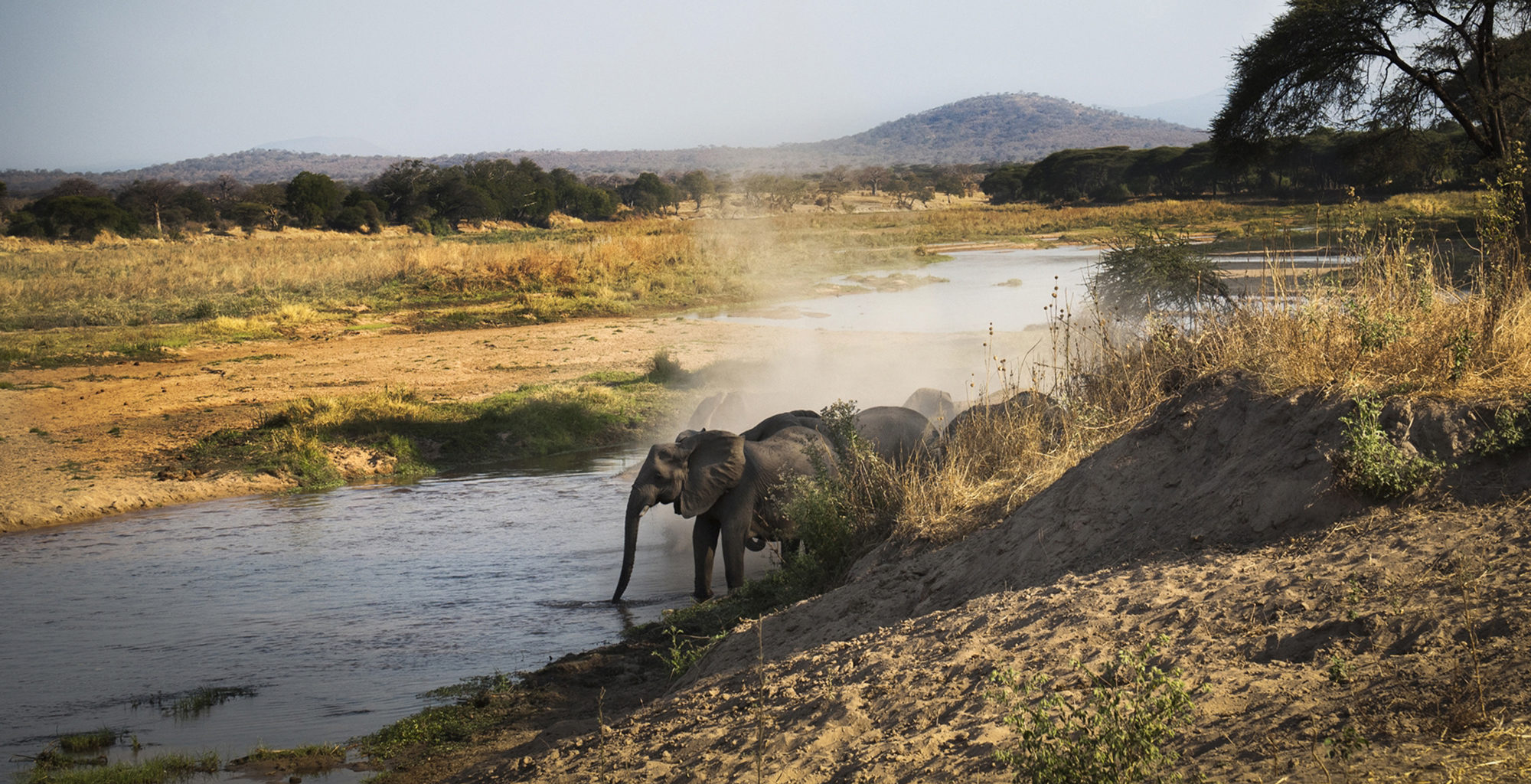 Tanzania-Kigelia-Wildlife-Elephant
