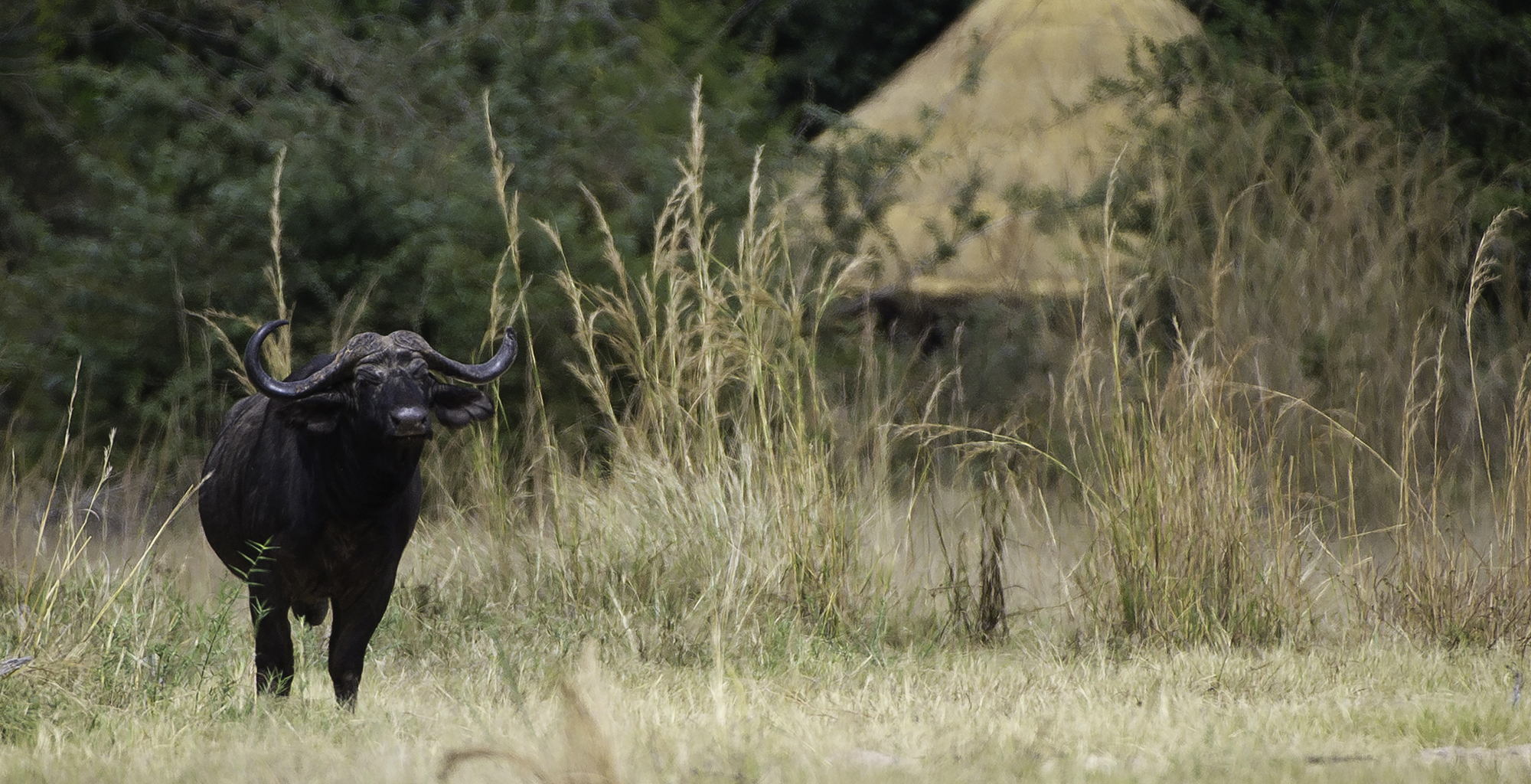 Zambia-Kuyenda-Wildlife-Buffalo