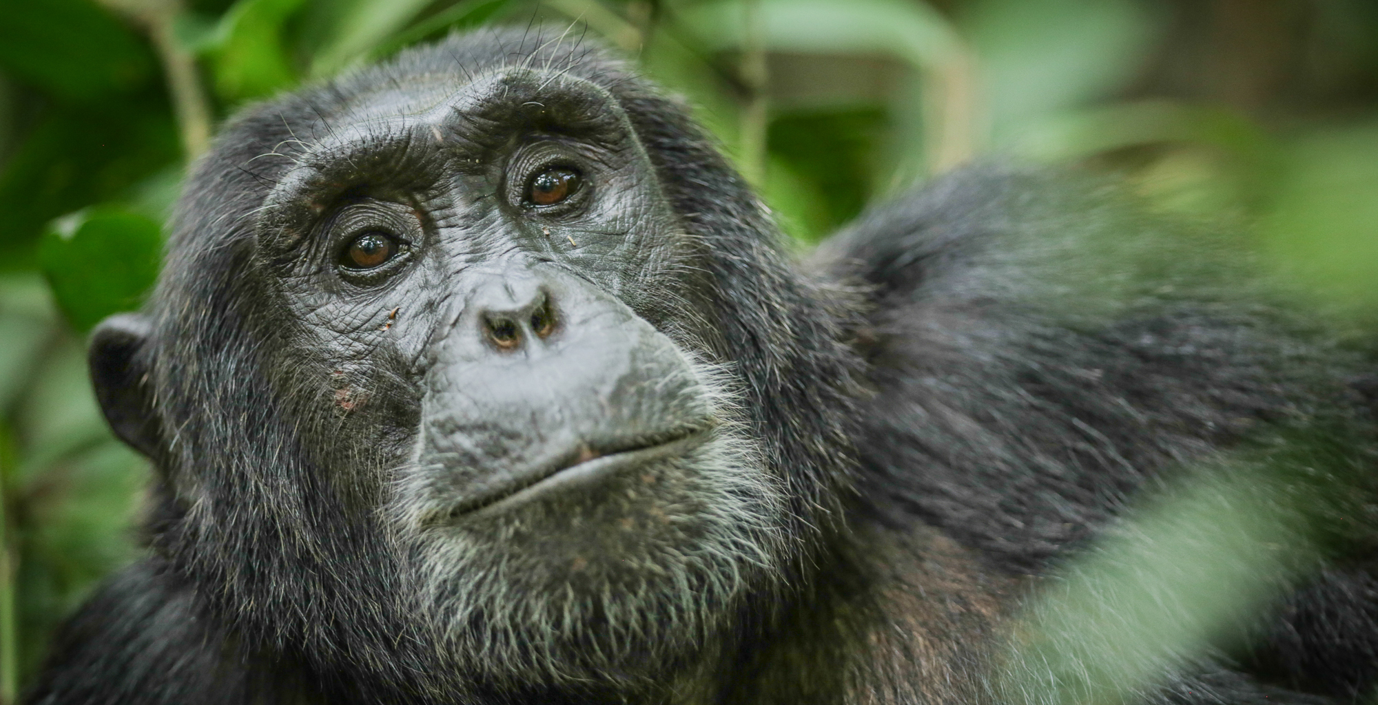 Uganda-Kyambura-Gorge-Chimp