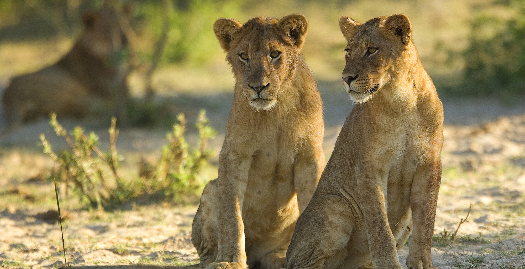 Zambia-Tena-Tena-Wildlife-Lions