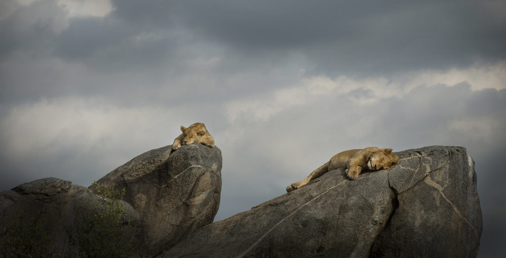 Tanzania-Serengeti-National-Park-Lions