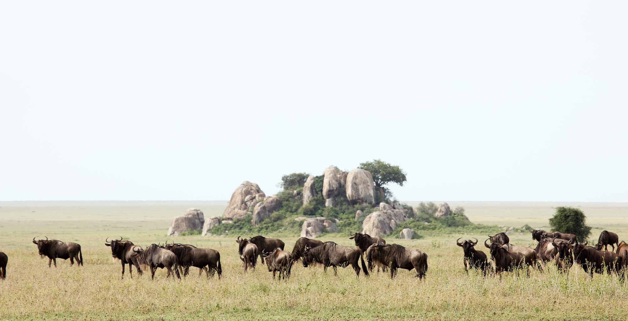 Tanzania-Namiri-Plains-Wildlife-Wildebeest