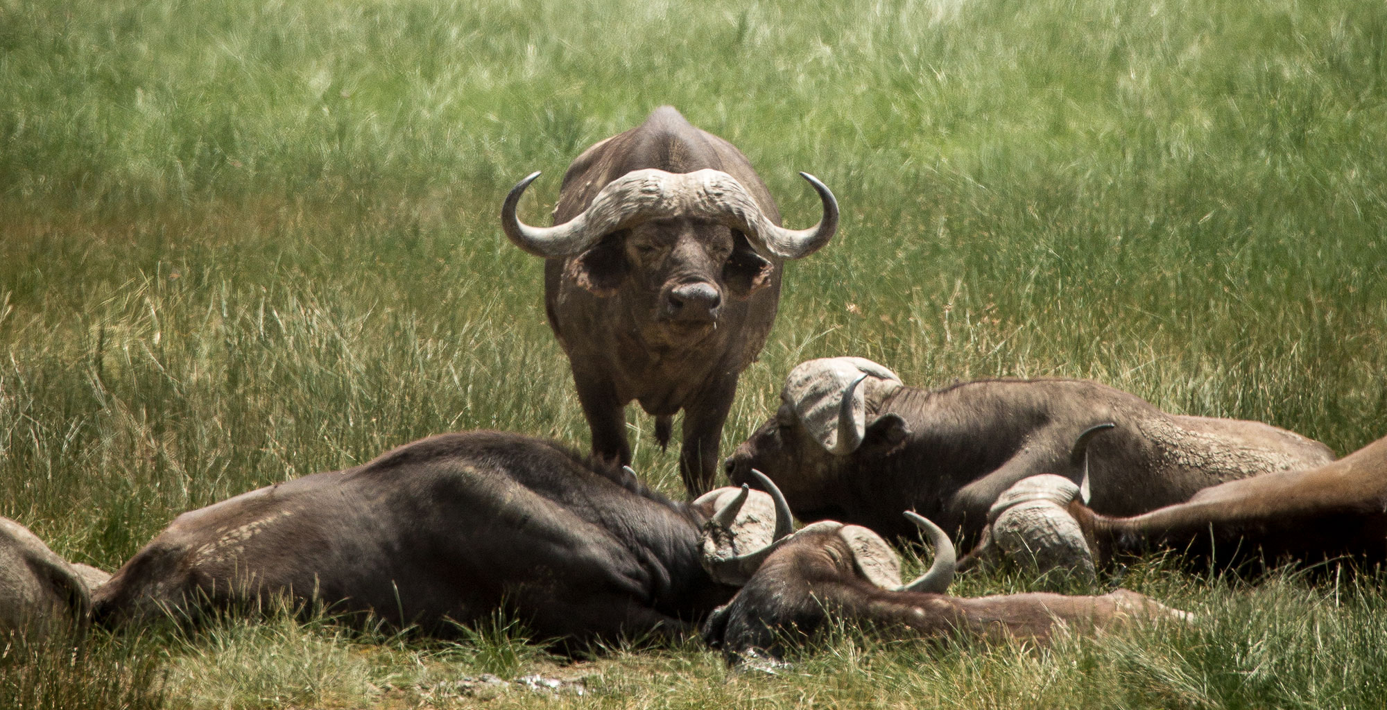 Tanzania-Gibbs-Farm-Wildlife-Wildebeest