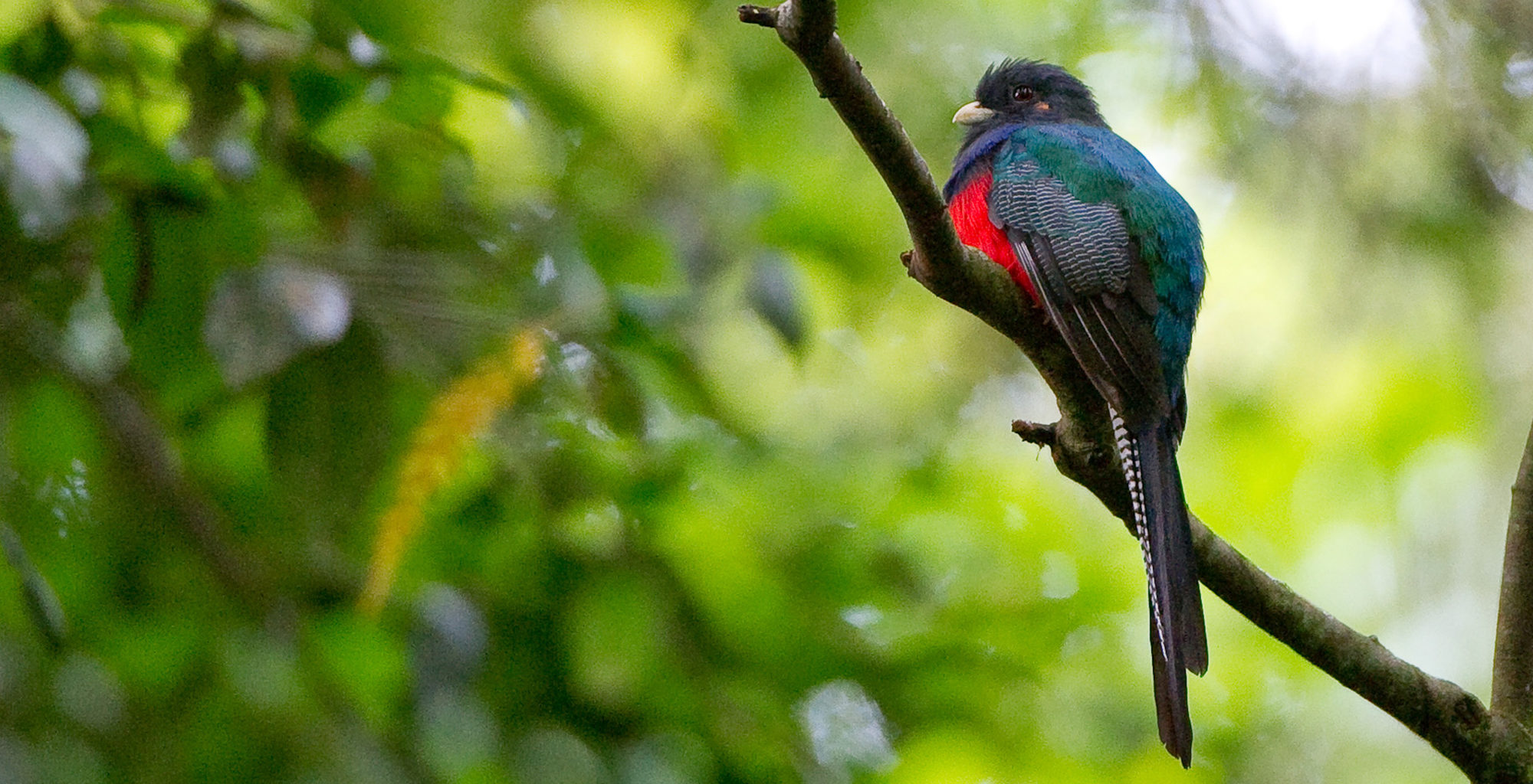 Malawi-Nyika-National-Park-Chelinda-Lodge-Birdlife