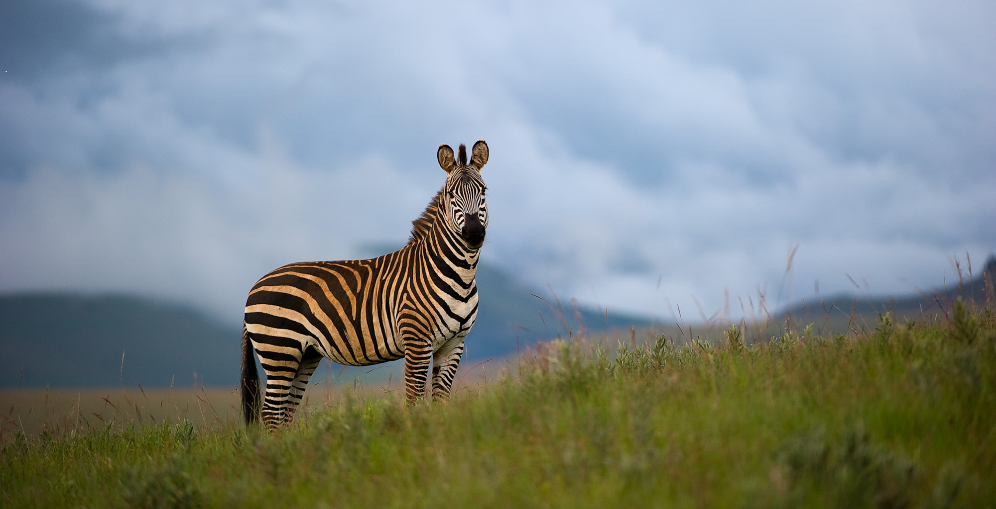 Malawi-Nyika-National-Park-Chelinda-Lodge-Zebra