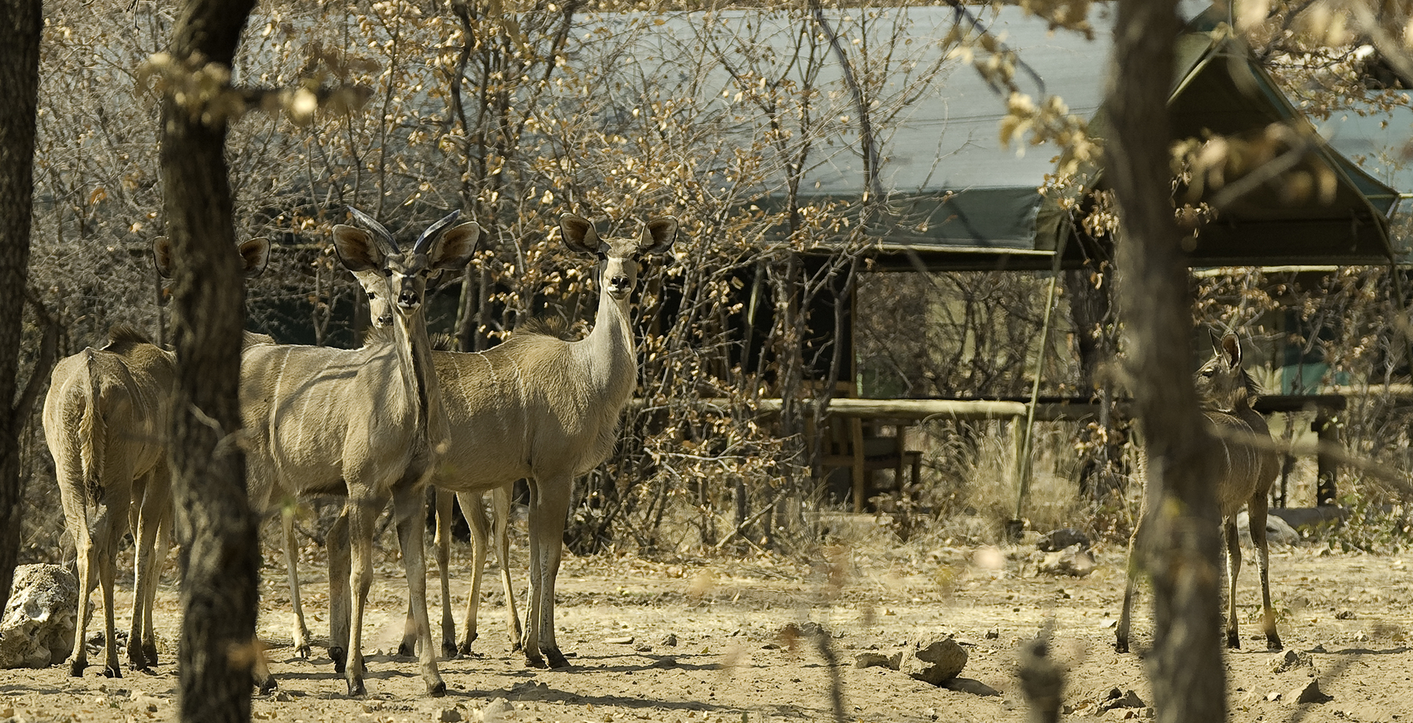 Namibia-Ongava-Tented-Camp-Wildlife