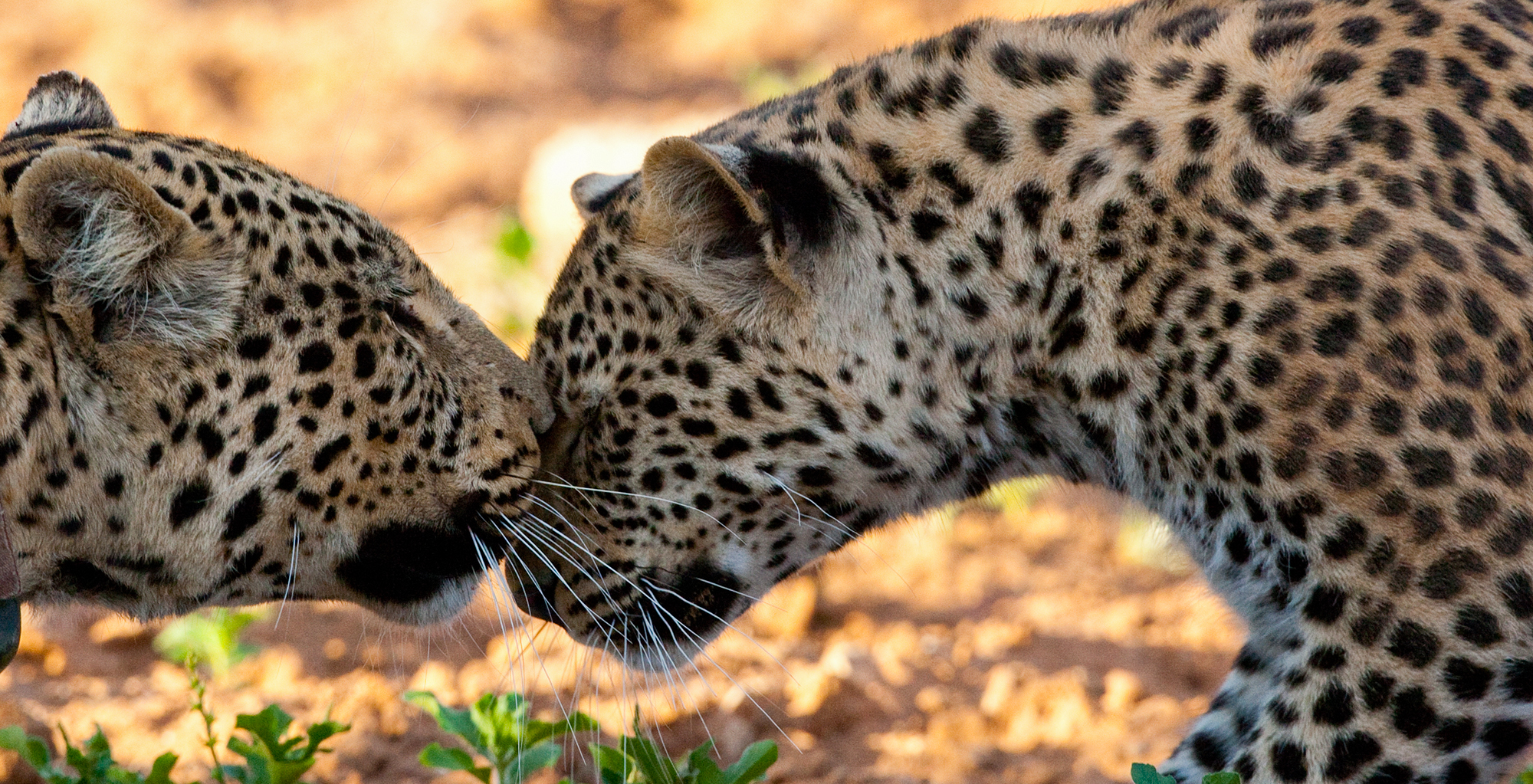 Namibia-Okonjima-Wildlife-Cheetah