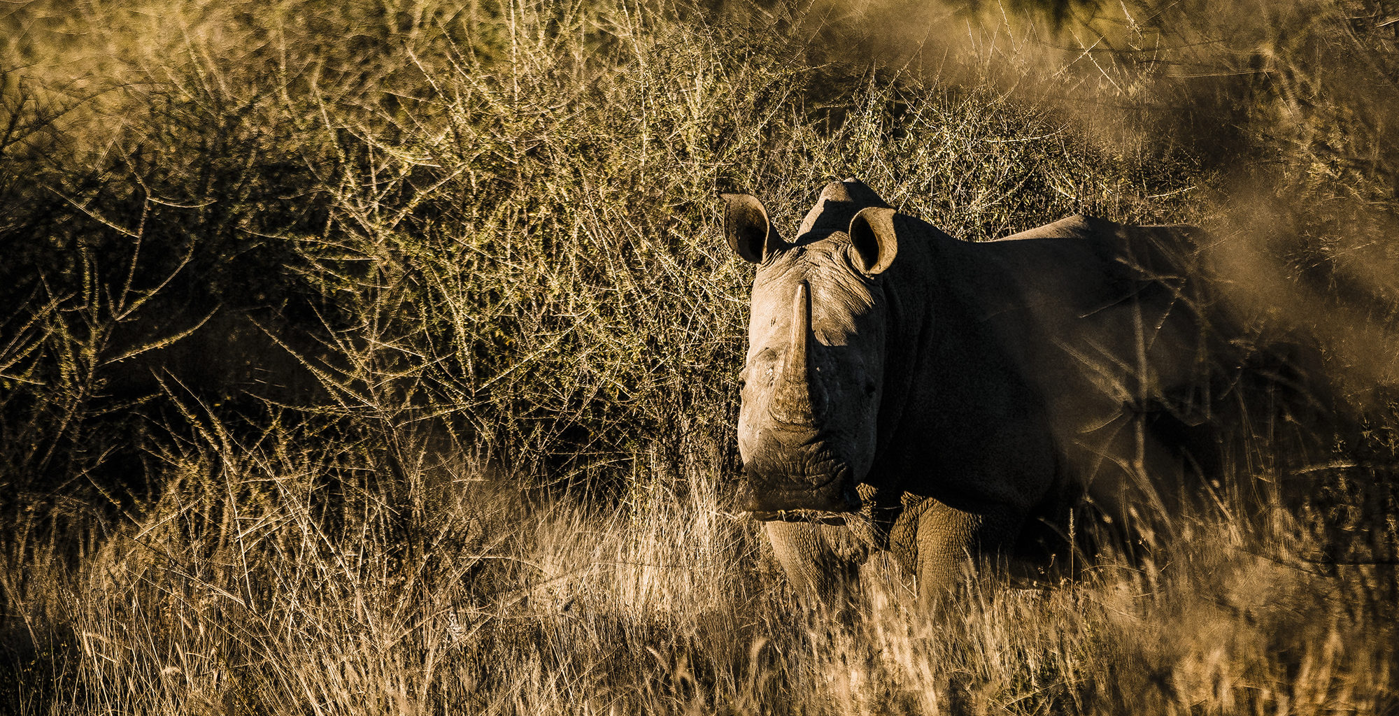 Namibia-Windhoek-Surrounds-Wildlife-Rhino