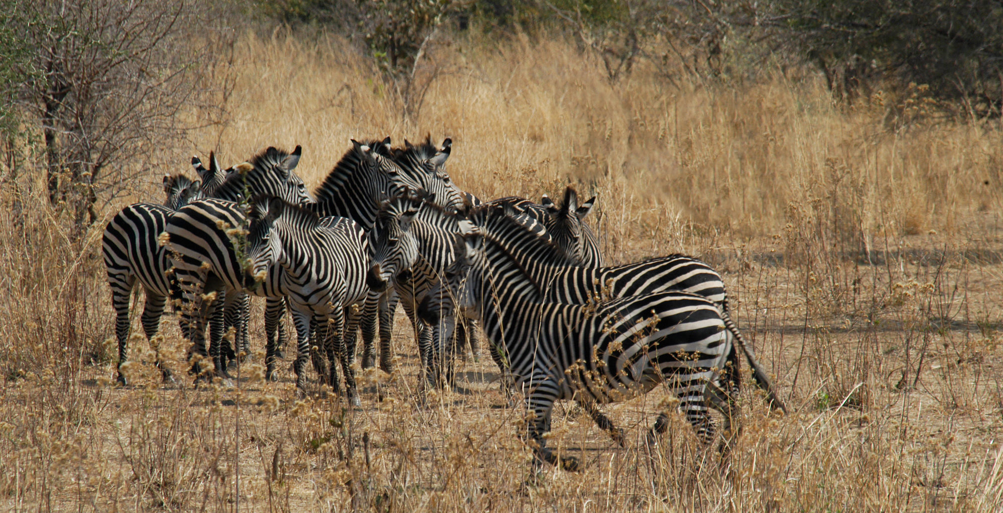 Zambia-South-Luangwa-Wildlife-Zebra