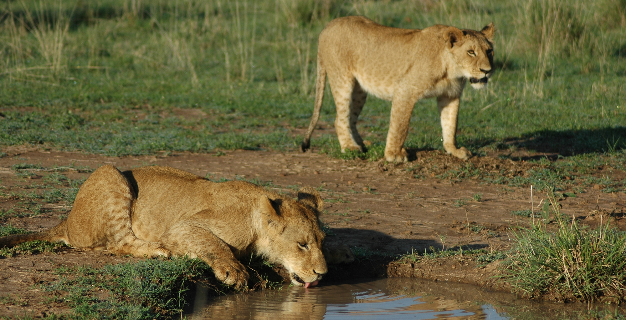 Kenya-Naibor-Lions