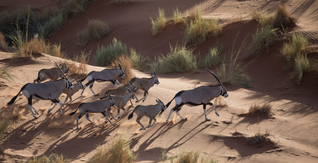 Namibia-Sossusvlei-Desert-Lodge-Wildlife