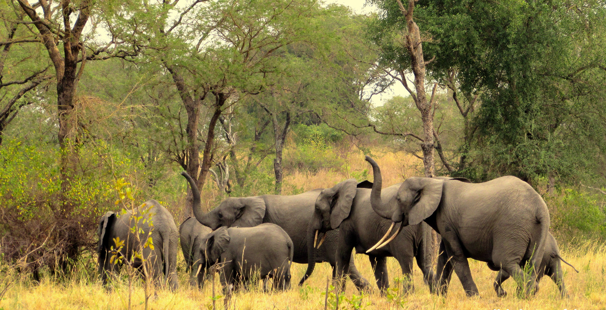 Uganda-Semliki-Lodge-Wildlife-Elephant