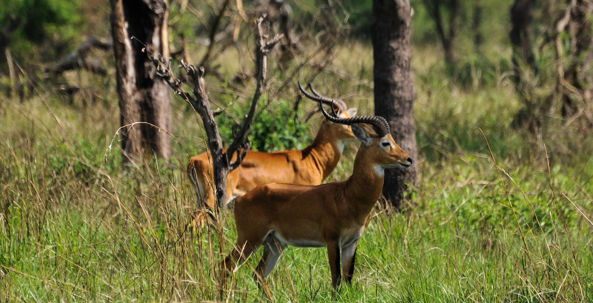 Uganda-Semliki-National-Park-Wildlife