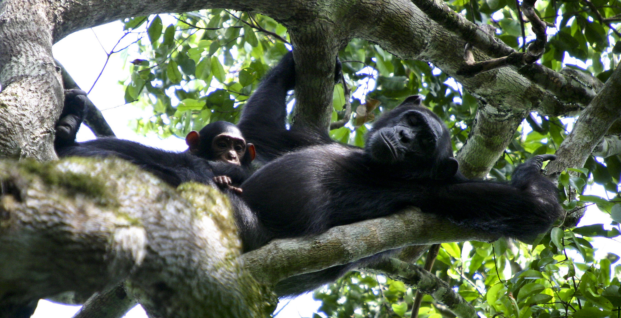 Uganda-Semliki-National-Park-Gorilla