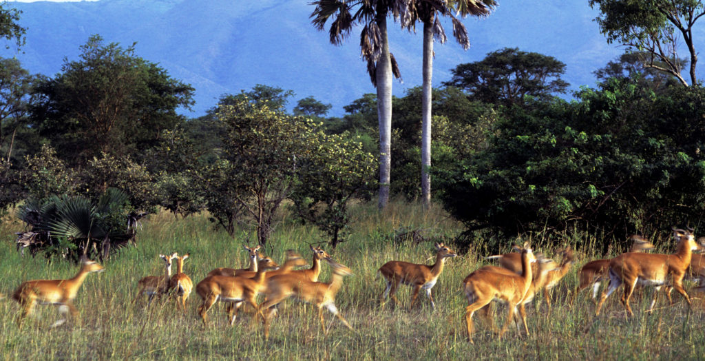 Uganda-Semliki-National-Park-Wildlife-Hero