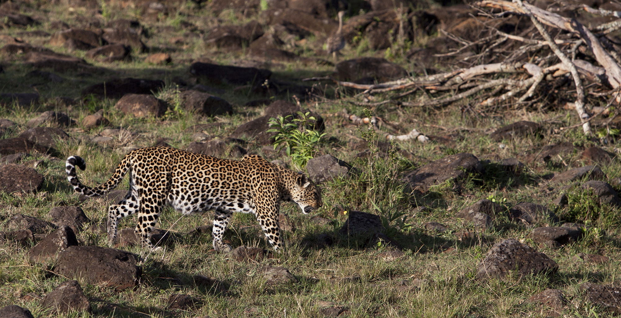Kenya-Serian-Leopard