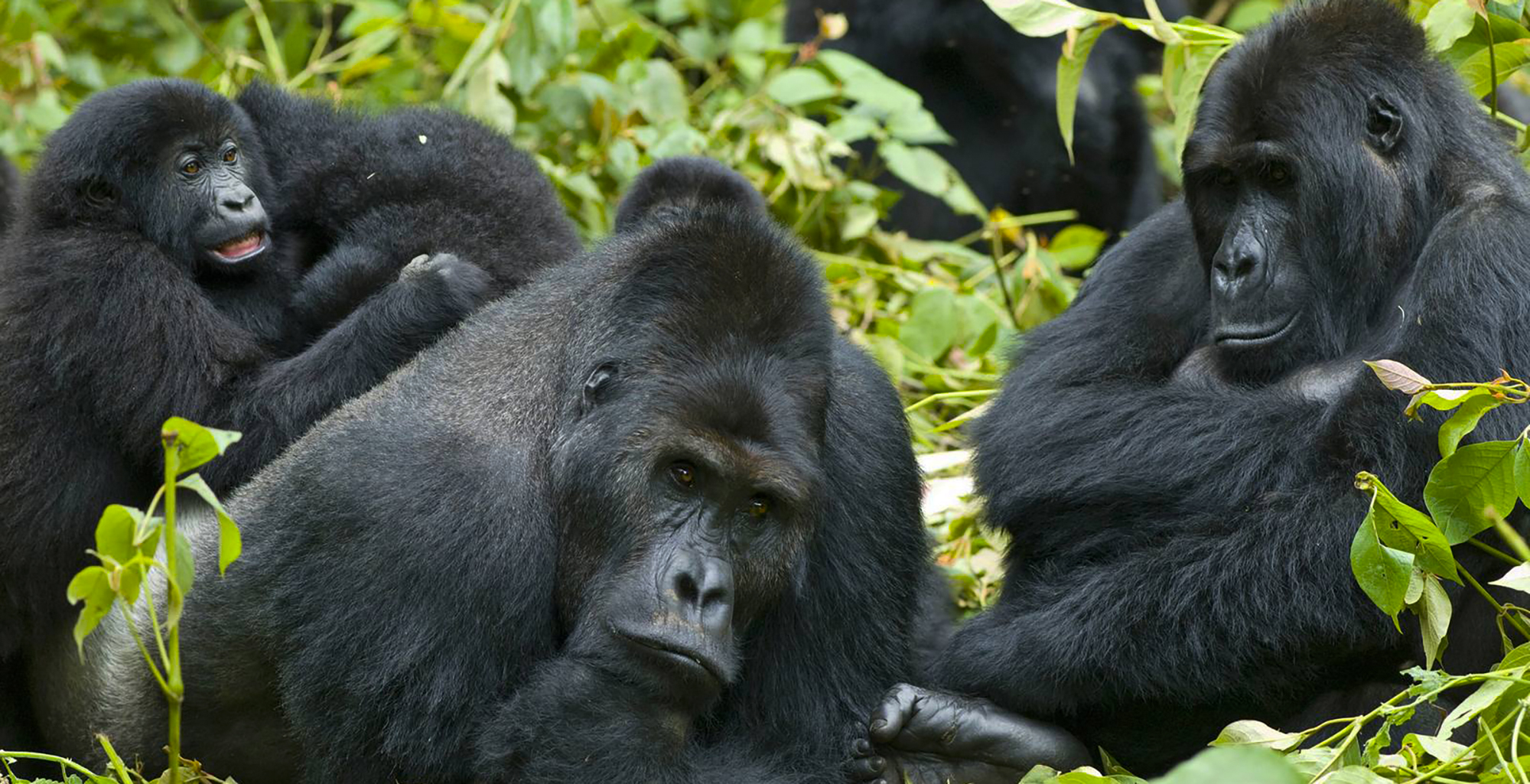 Uganda-Kampala-Entebbe-Gorilla