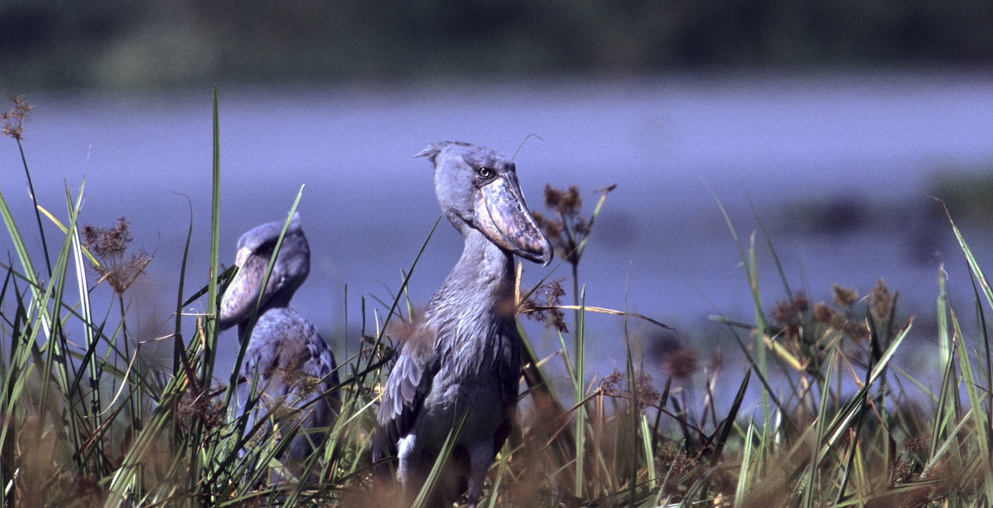 Uganda-Semliki-National-Park-Widllife-Shoebill