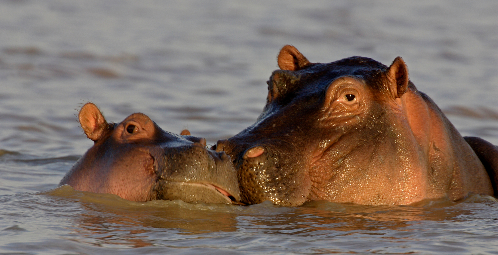 Kenya-Samatian-Island-Lodge-Hippos
