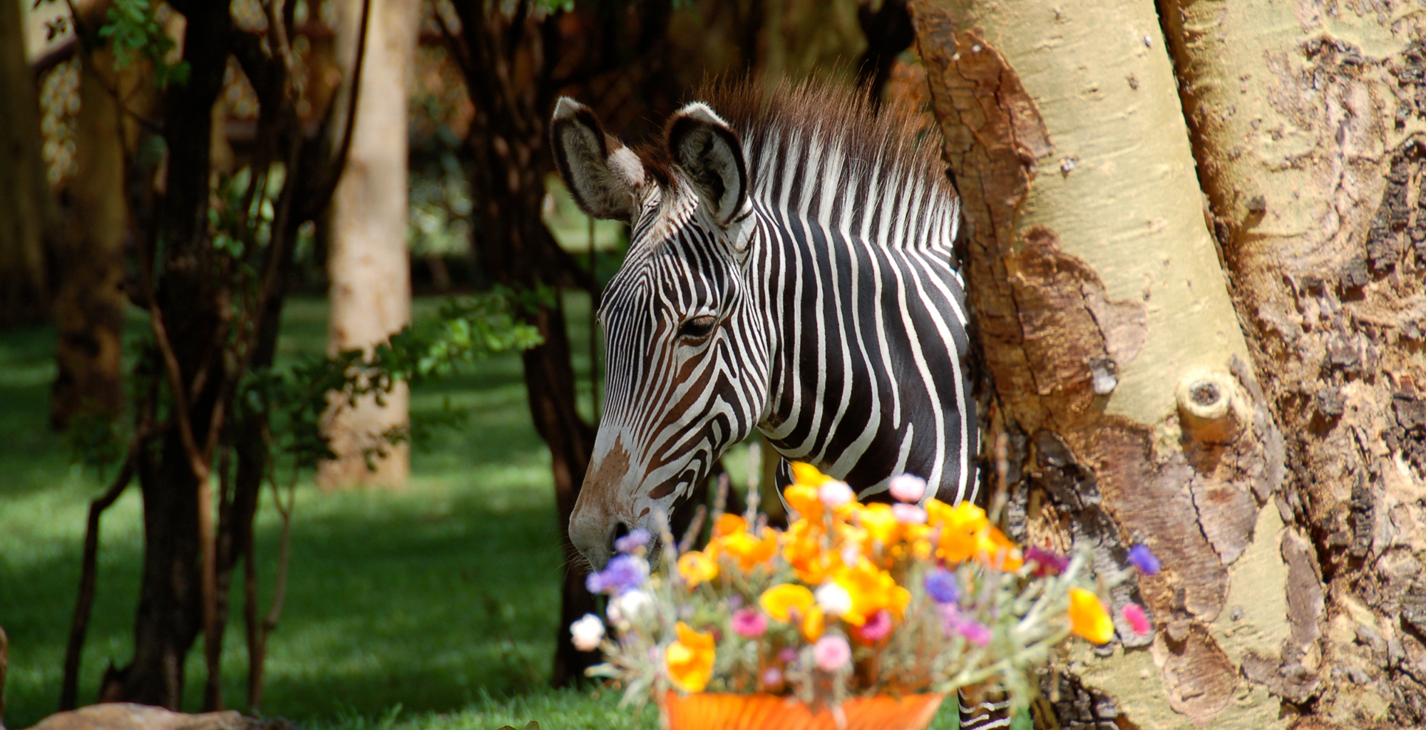 Kenya-Sirikoi-House-Zebra