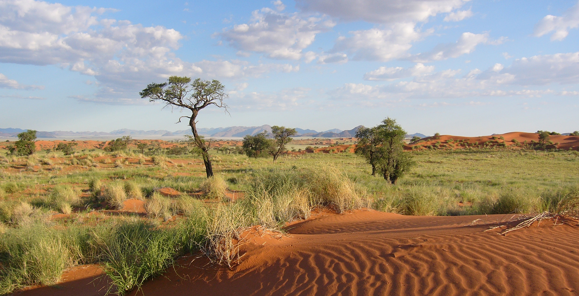 Namibia-Tok-Tokkie-NamibRand-Landscape
