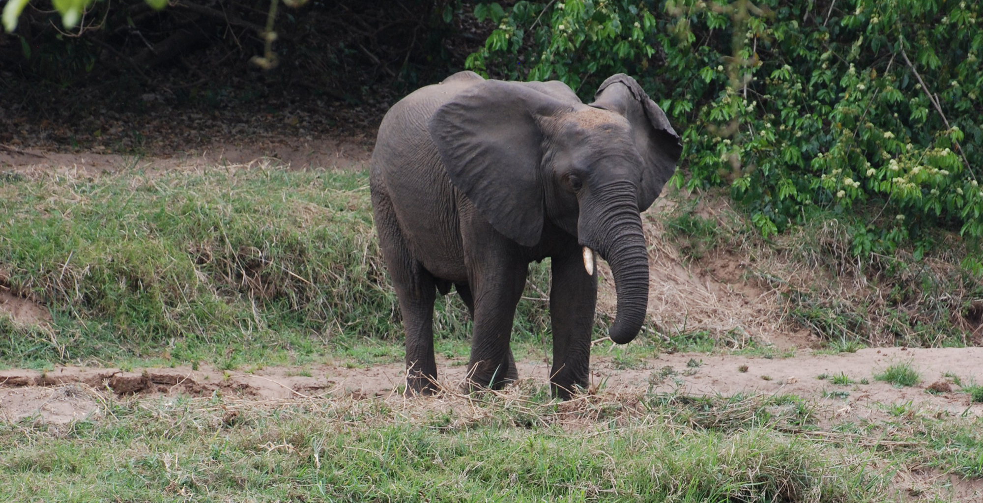 Lake-Malawi-Tongole-Wilderness-Elephant