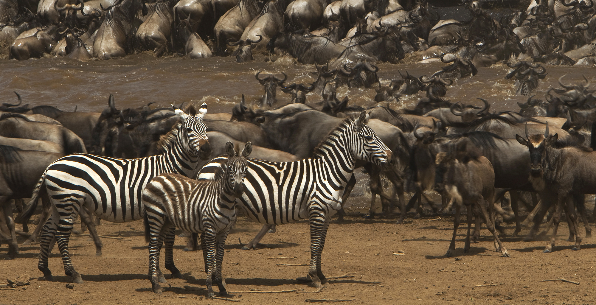Kenya-Mara-Plains-Camp-Wildlife
