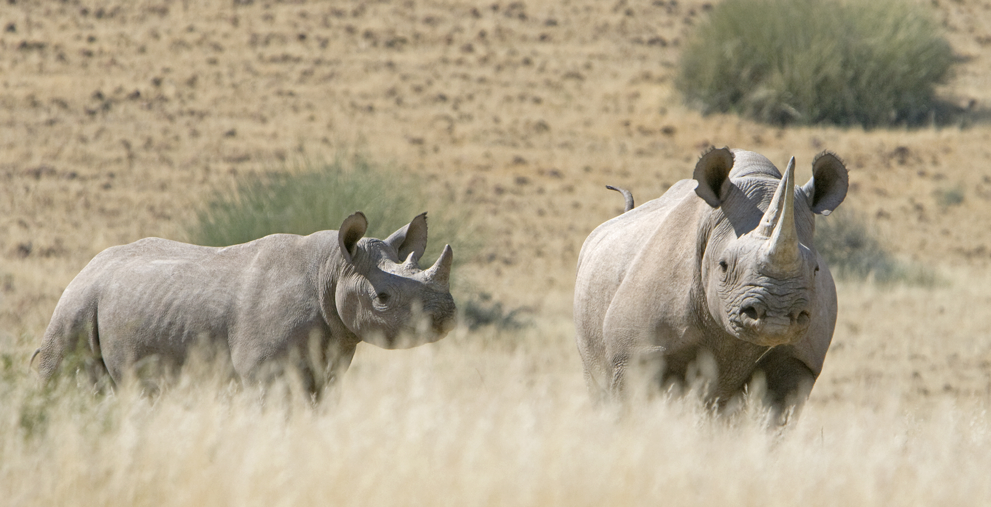 Namibia-Damaraland-Camp-Rhino