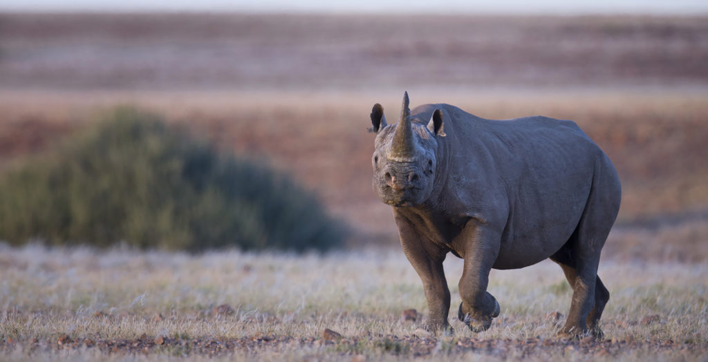 Namibia-Damaraland-Wildlife-Rhino
