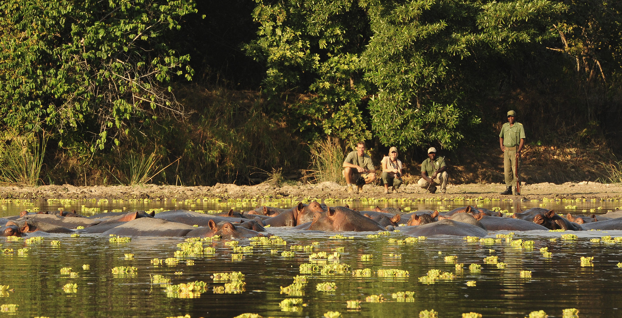 Zambia-South-Luangwa-Wildlife-Hippo