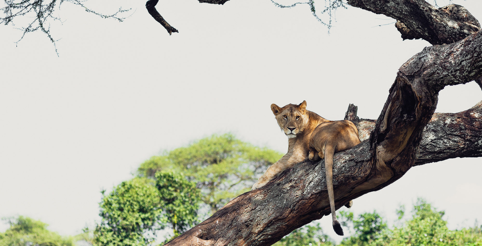 Tanzania-Swala-Wildlife-Lion