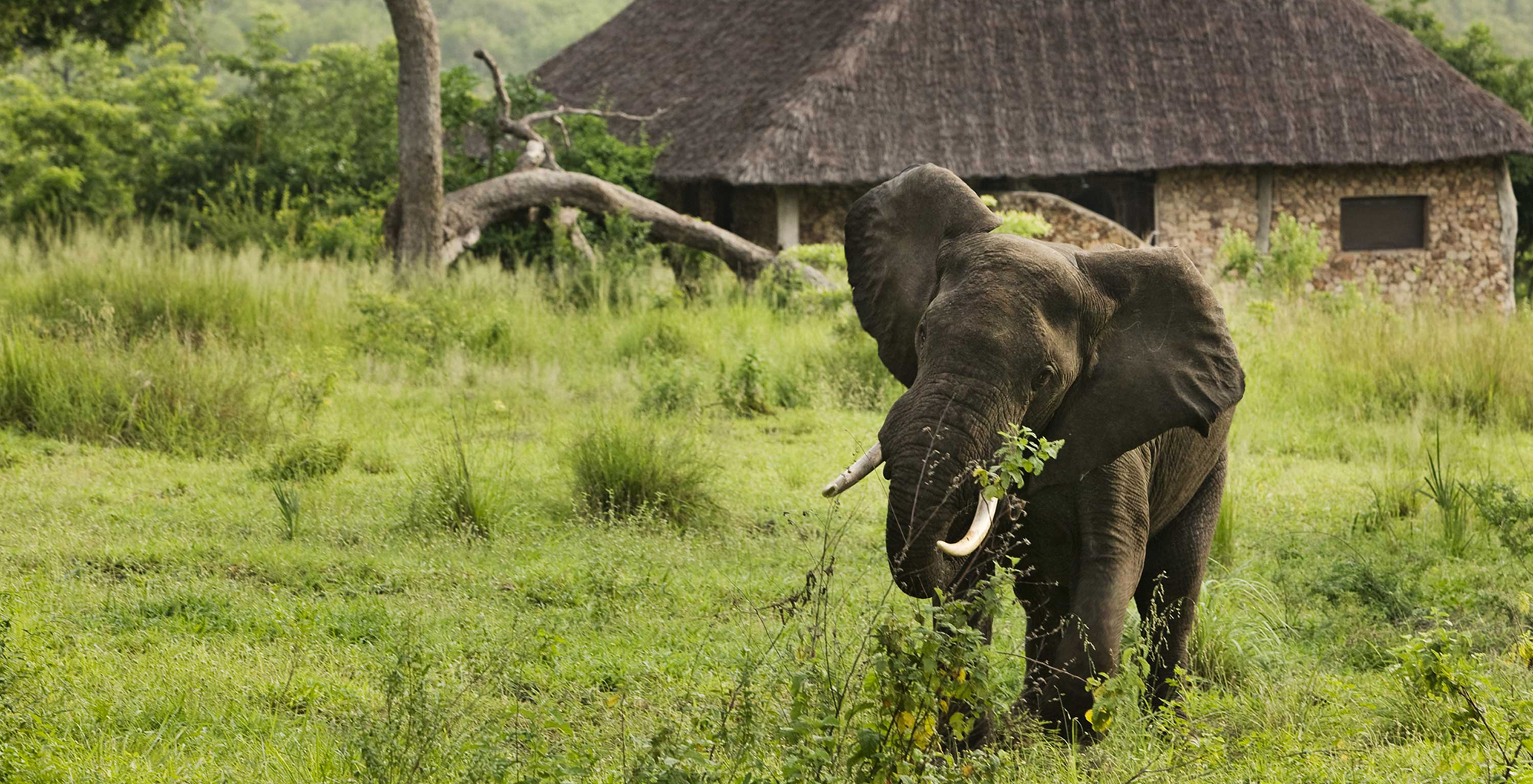 Tanzania-Beho-Beho-Wildlife-Elephant