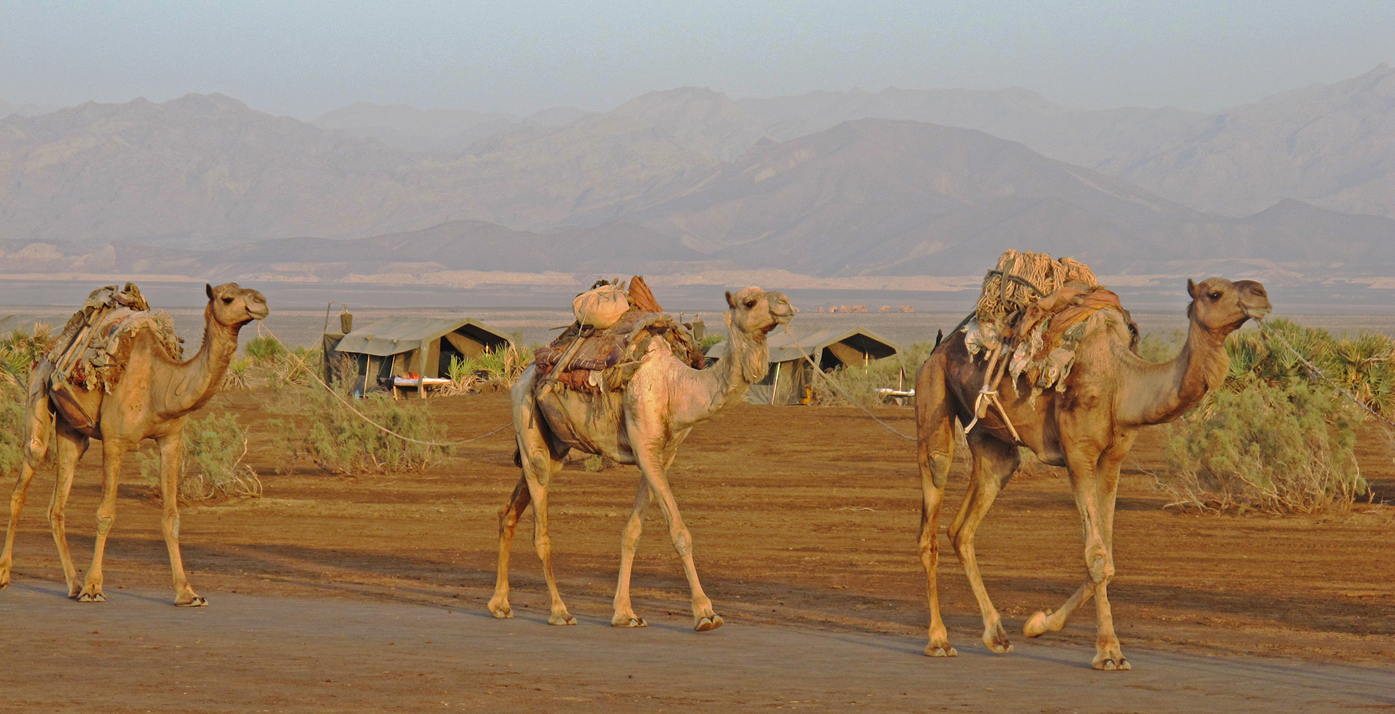 Danakil-Ethiopia-Animals