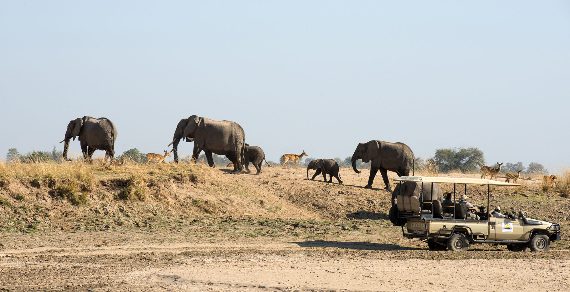 Zambia-Puku-Ridge-Game-Drive-Elephant